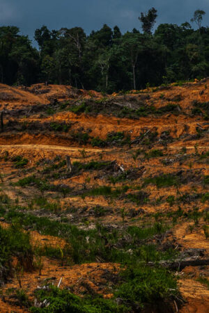 Indonésie : des ONG dénoncent le plan «destructeur» de conversion de millions d’hectares de forêt à des fins alimentaires et énergétiques