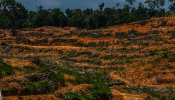 Indonésie : des ONG dénoncent le plan «destructeur» de conversion de millions d’hectares de forêt à des fins alimentaires et énergétiques