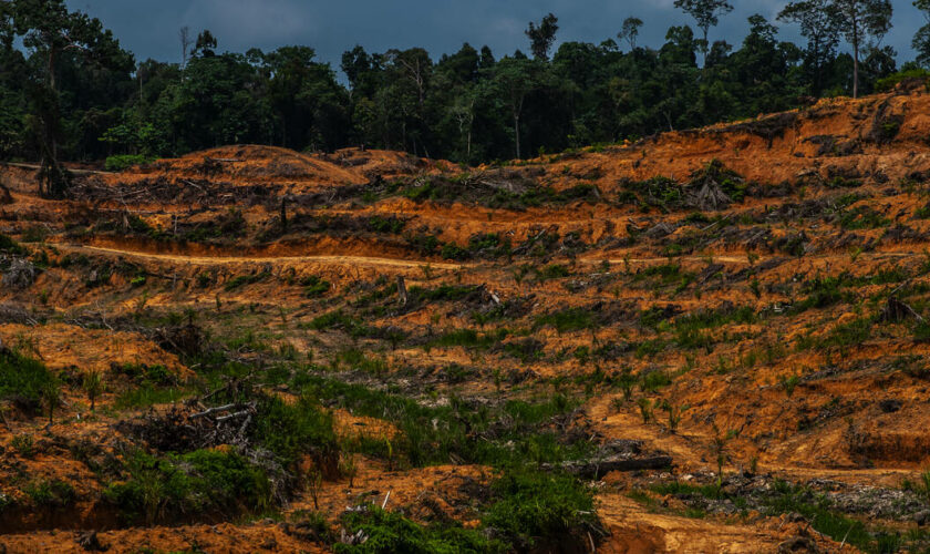 Indonésie : des ONG dénoncent le plan «destructeur» de conversion de millions d’hectares de forêt à des fins alimentaires et énergétiques