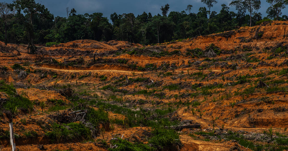 Indonésie : des ONG dénoncent le plan «destructeur» de conversion de millions d’hectares de forêt à des fins alimentaires et énergétiques