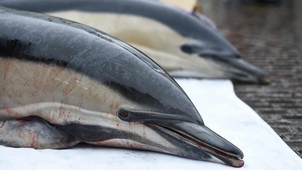 La pêche interdite dans le golfe de Gascogne pour protéger les dauphins