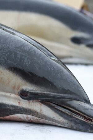 La pêche interdite dans le golfe de Gascogne pour protéger les dauphins