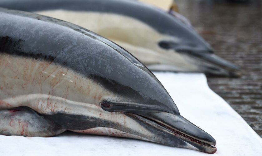 La pêche interdite dans le golfe de Gascogne pour protéger les dauphins