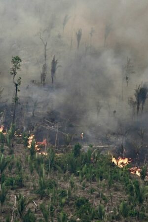 Au Brésil, la superficie végétale brûlée par les incendies a bondi de 79% en 2024