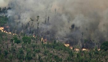 Au Brésil, la superficie végétale brûlée par les incendies a bondi de 79% en 2024