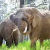 Elephants Kimba and Lucky at Cheyenne Mountain Zoo. Pic: AP