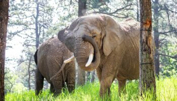 Elephants Kimba and Lucky at Cheyenne Mountain Zoo. Pic: AP