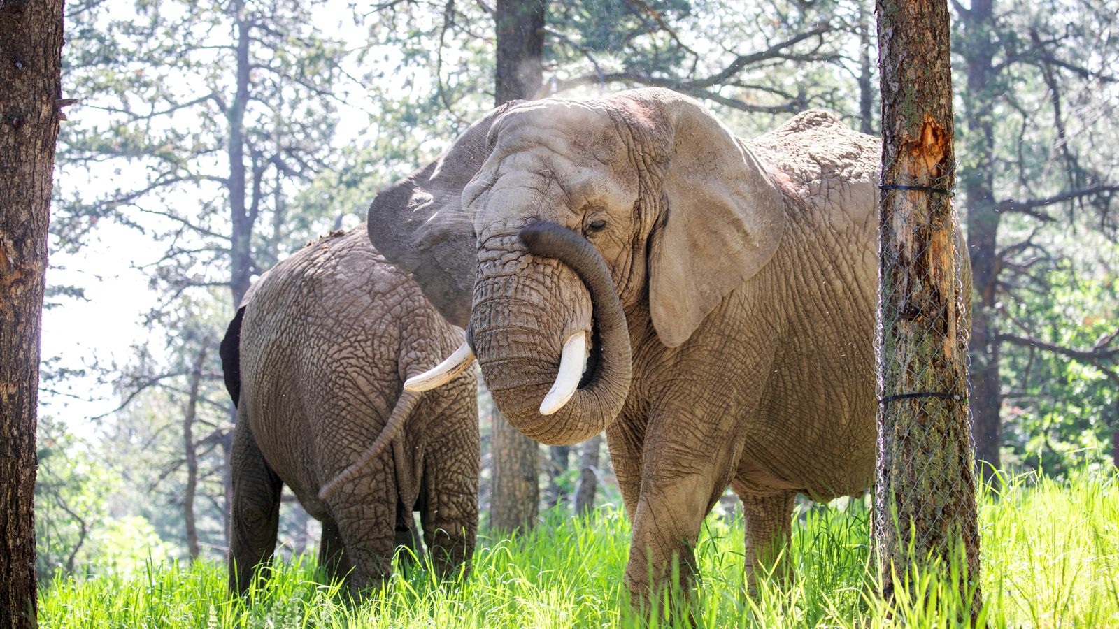 Elephants Kimba and Lucky at Cheyenne Mountain Zoo. Pic: AP