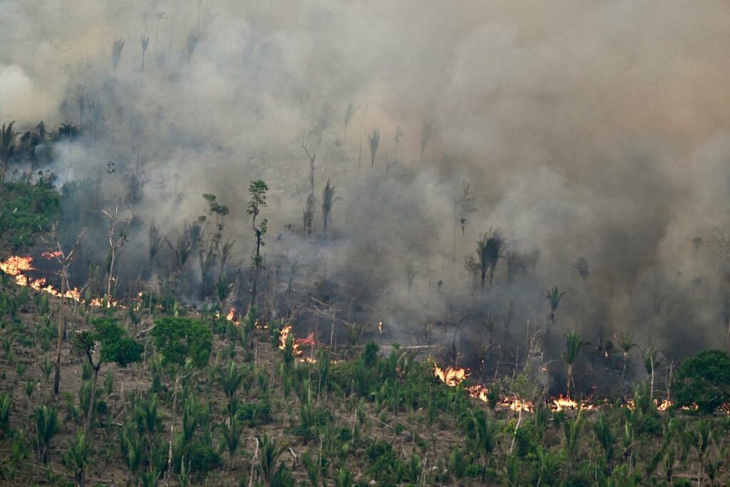 Au Brésil, la superficie végétale brûlée par les incendies a bondi de 79 % en 2024