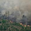 Au Brésil, la superficie végétale brûlée par les incendies a bondi de 79 % en 2024