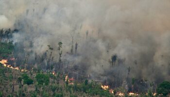 Au Brésil, la superficie végétale brûlée par les incendies a bondi de 79 % en 2024