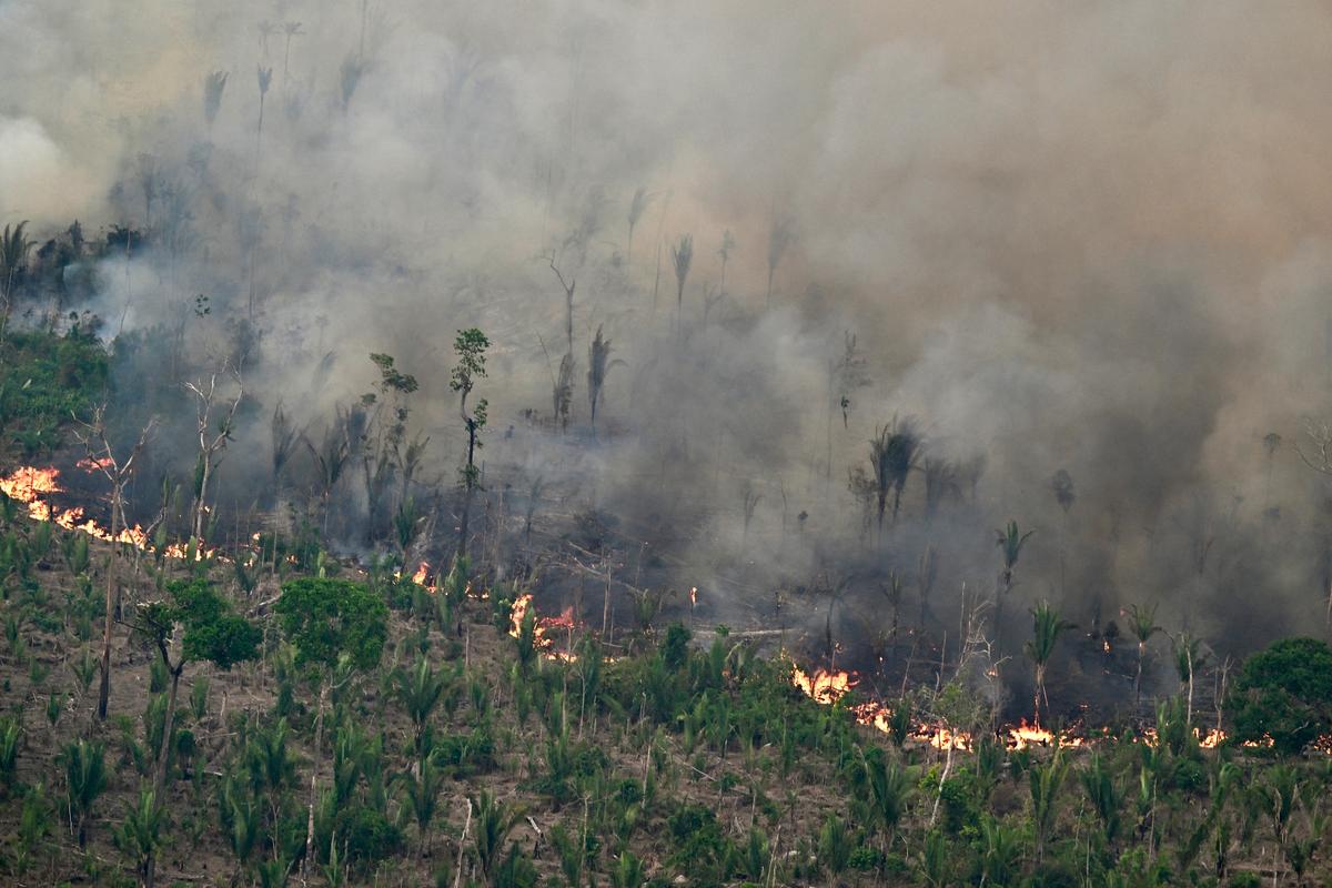 Au Brésil, la superficie végétale brûlée par les incendies a bondi de 79 % en 2024