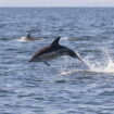 Le nombre de dauphins tués par la pêche française est insensé, et nécessite une mesure radicale