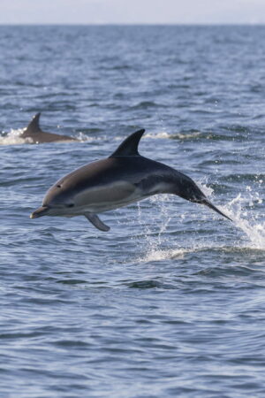 Le nombre de dauphins tués par la pêche française est insensé, et nécessite une mesure radicale