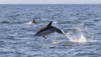 Le nombre de dauphins tués par la pêche française est insensé, et nécessite une mesure radicale