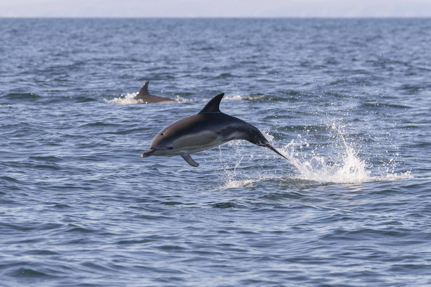 Le nombre de dauphins tués par la pêche française est insensé, et nécessite une mesure radicale