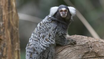 Un homme condamné à huit mois de prison pour détention illégale d'animaux protégés en Haute-Garonne