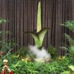 A view of a blossoming Bunga Bangkai, nicknamed the 'corpse flower' for its stench, at the Botanic Gardens of Sydney in Sydney, Australia, January 23, 2025. REUTERS/Cordelia Hsu