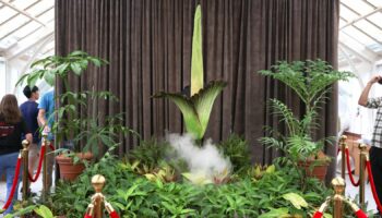 A view of a blossoming Bunga Bangkai, nicknamed the 'corpse flower' for its stench, at the Botanic Gardens of Sydney in Sydney, Australia, January 23, 2025. REUTERS/Cordelia Hsu