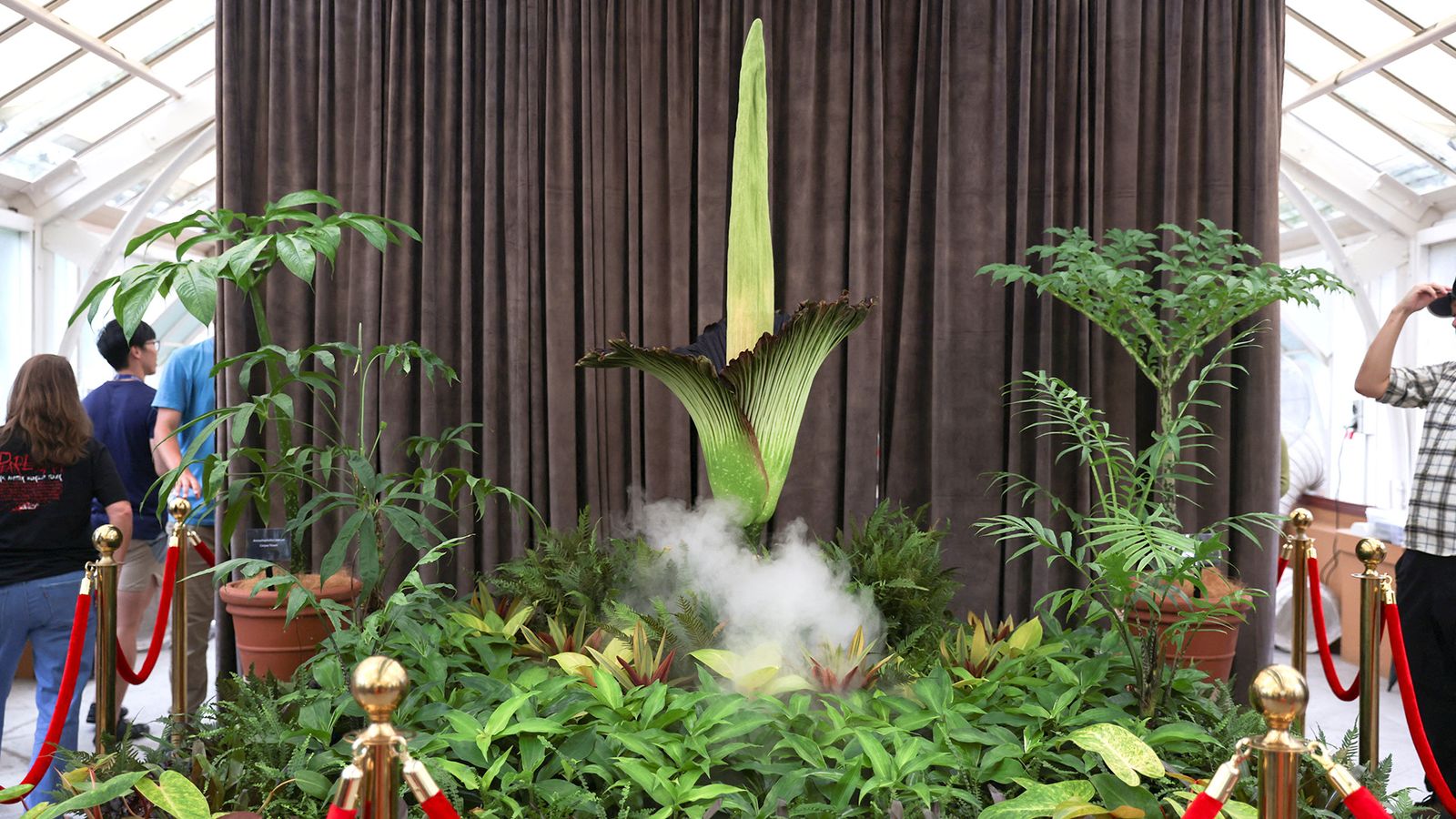 A view of a blossoming Bunga Bangkai, nicknamed the 'corpse flower' for its stench, at the Botanic Gardens of Sydney in Sydney, Australia, January 23, 2025. REUTERS/Cordelia Hsu