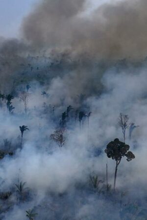 Incendies au Brésil : pourquoi l’année 2024 a été catastrophique