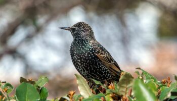 Ce week-end, comptez les oiseaux des parcs et jardins pour la LPO