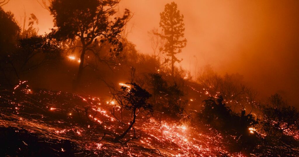 Pourquoi les plantes invasives nourrissent les feux à Los Angeles