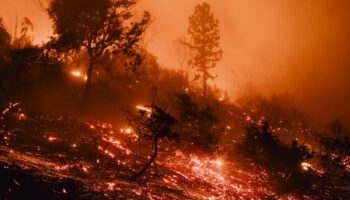 Pourquoi les plantes invasives nourrissent les feux à Los Angeles