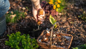 Il faut les planter dès maintenant pour un jardin fleuri au printemps