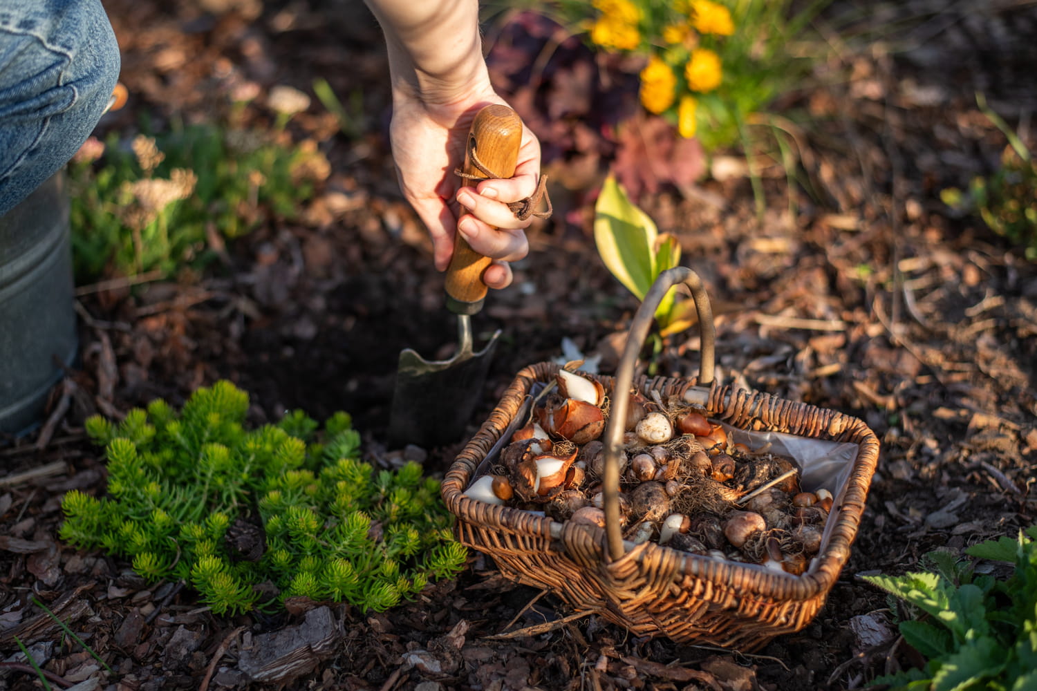 Il faut les planter dès maintenant pour un jardin fleuri au printemps