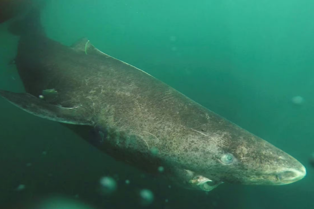 « Requin du Groenland : les secrets de sa longévité », un fascinant podcast