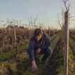 Passage au bio, recrutement… Comment le vignoble bordelais se transforme face au changement climatique