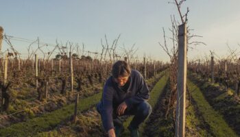 Passage au bio, recrutement… Comment le vignoble bordelais se transforme face au changement climatique