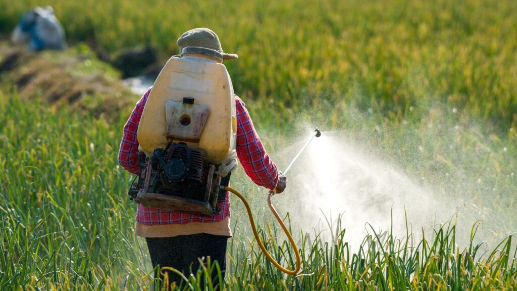 C’est quoi l’acétamipride, ce pesticide controversé au cœur des débats au Sénat