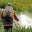 C’est quoi l’acétamipride, ce pesticide controversé au cœur des débats au Sénat