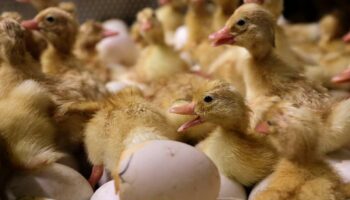 First outbreak of rare H5N9 bird flu reported on California duck farm as cases of H5N1 continue to rise