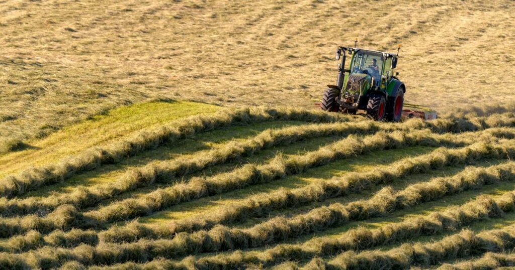 Les insectes pollinisateurs aiment les prairies tondues de façon aléatoire