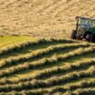 Les insectes pollinisateurs aiment les prairies tondues de façon aléatoire