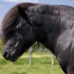 Un poney meurt empoisonné après une promenade dans le massif de la Gardiole, dans l'Hérault