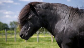 Un poney meurt empoisonné après une promenade dans le massif de la Gardiole, dans l'Hérault