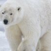 La fourrure des ours polaires a des propriétés antigel