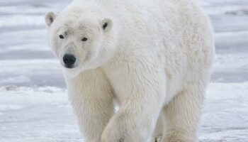 La fourrure des ours polaires a des propriétés antigel