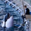 A Antibes, les derniers jours de Marineland