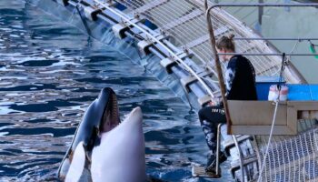 A Antibes, les derniers jours de Marineland