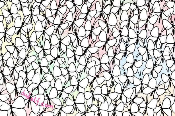 Almost nobody can find hidden ant among butterflies in crowded brainteaser