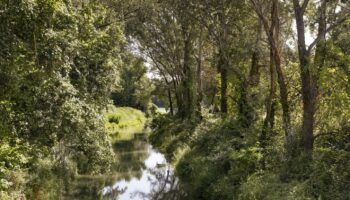 Au sud de Lyon, une vaste opération de « restauration écologique » du Rhône pour redynamiser la biodiversité