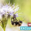 'Ban pesticides to save British bees from extinction' say 1.6 million Brits