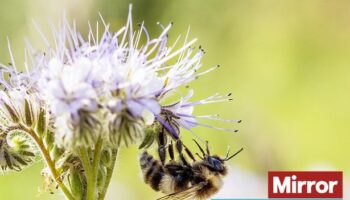 'Ban pesticides to save British bees from extinction' say 1.6 million Brits