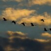 Biologie: Zugvögel verschiedener Arten unterhalten sich