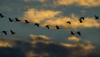 Biologie: Zugvögel verschiedener Arten unterhalten sich